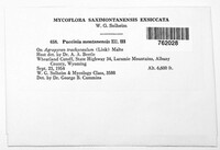 Puccinia montanensis image